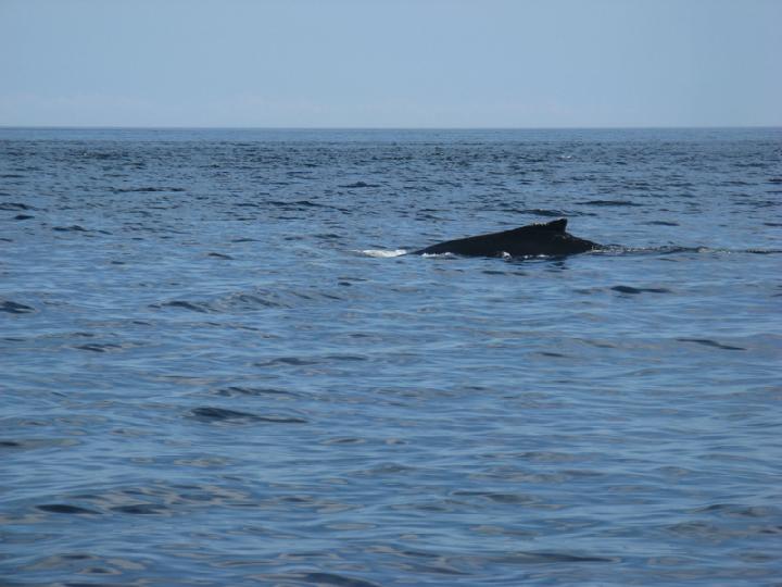 Baleines 033.JPG